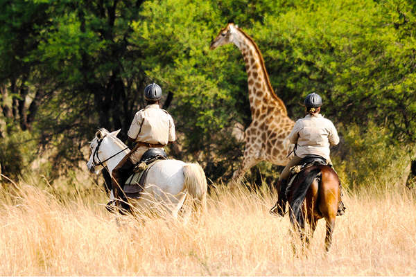 Giraffe and Horses in Botswana