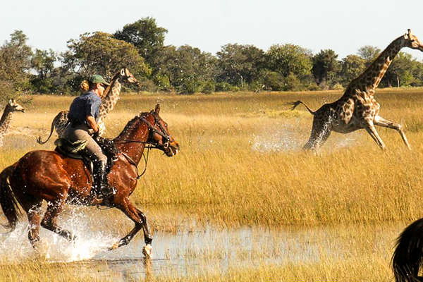 Giraffes and horses in Botswana