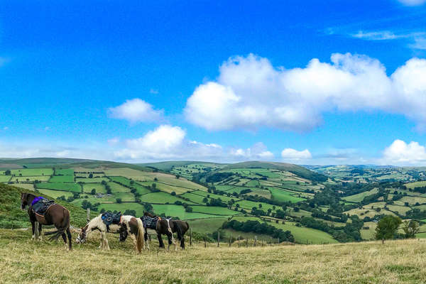 Green hills and horses in Wales