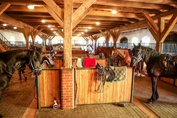 Group of horses tacked and ready for the beginning of the riding holiday