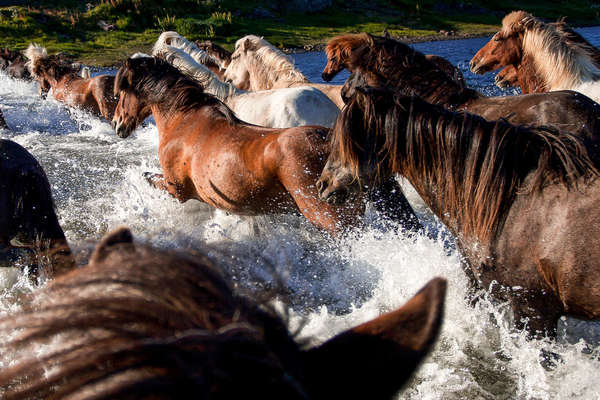 Group of Icelandic horses in Iceland