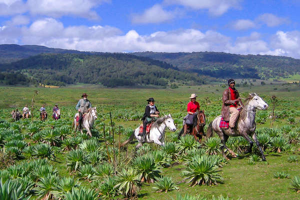 Group of riders cantering on an Ethiopian trail riding expedition