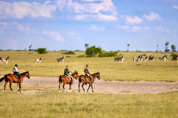 Group of riders riding towards zebras in the Okavango Delta