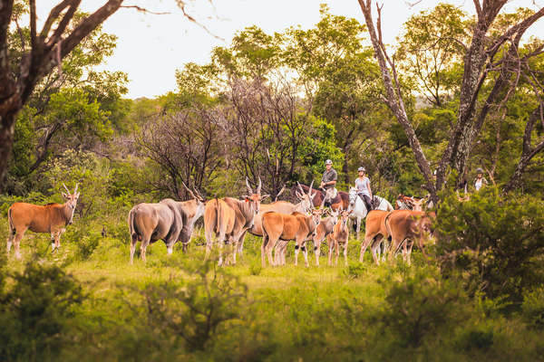 Group of riders watching elands at Ant's Lodges on a horse safari