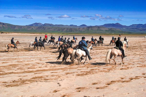 Group of trail riders riding Icelandic horses on the beach in Iceland