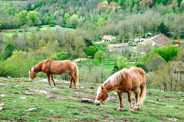Haflinger ponies in Tuscany
