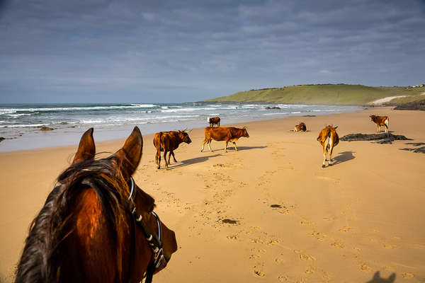 Horse admiring cows in a beach in South Africa