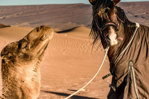 Horse and camel in the Sahara