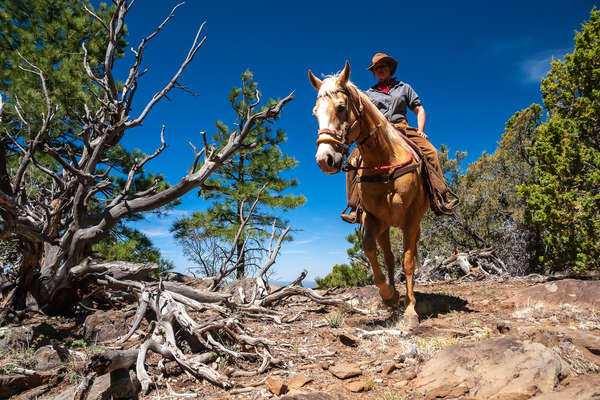 Horse and rider on trail ride in the United States