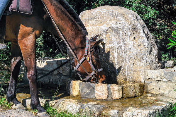 Horse drinking from a fountain in Crete