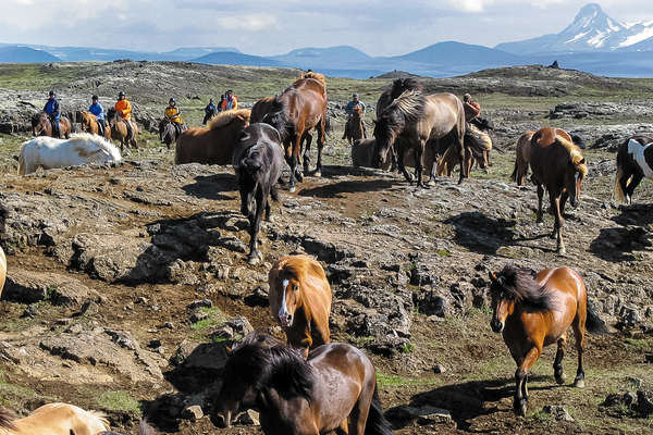 Horse round up in northern Iceland