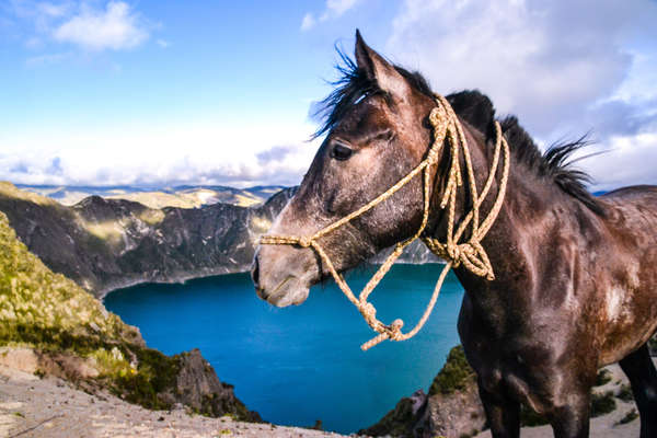 Horse standing in front of the Quilotoa crater lake in Ecuador