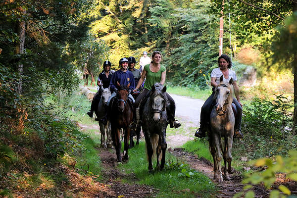 Horseback in Alsace forest