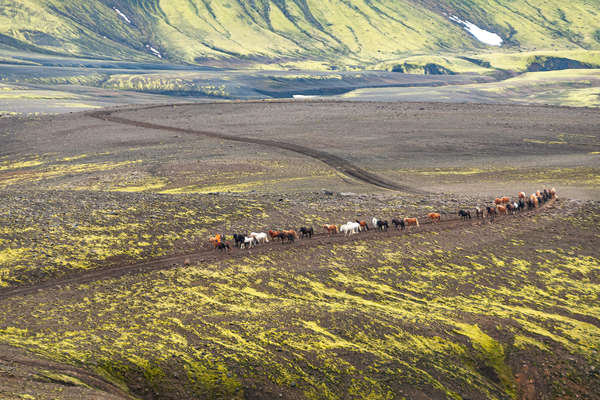 Horseback riders riding in Iceland
