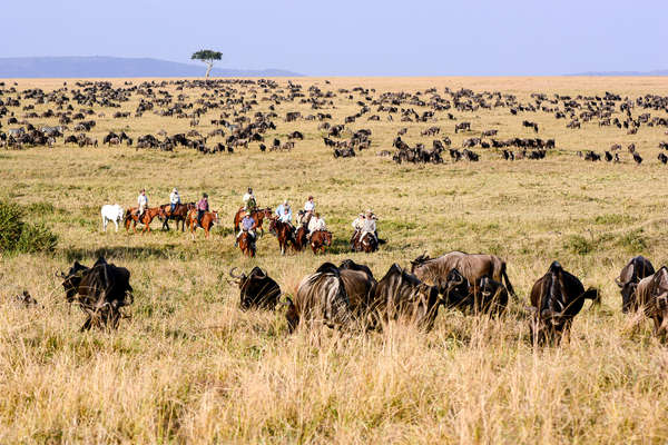 Horseback riders watching a group of wildebeest on a riding safari