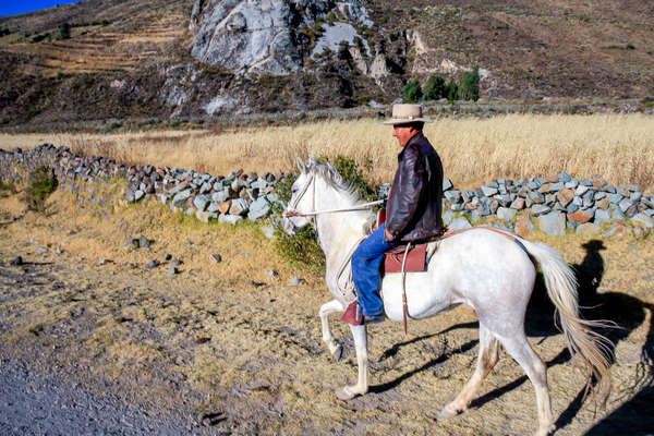 Horseback trail aboard Peruvian Paso horses