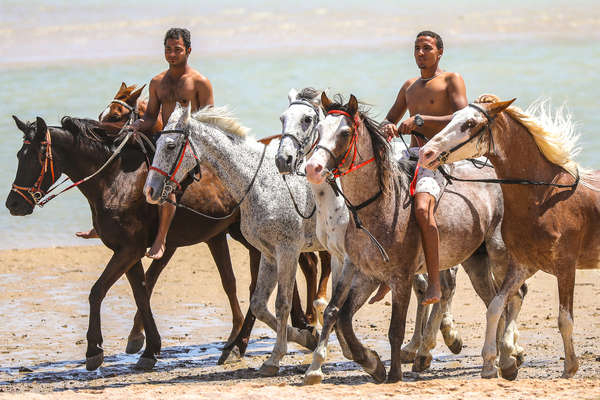 Horses along the beach in Egypt
