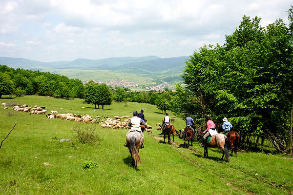 Horses and cattle in Romania, Transylvania