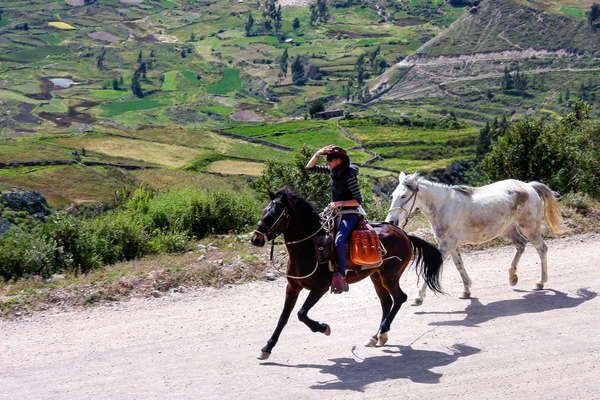 Horses and rider on trail ride in Peru