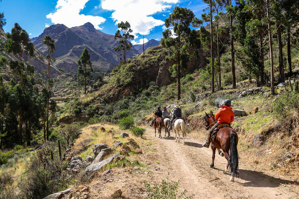 Horses and riders enjoying the Colca Canyon