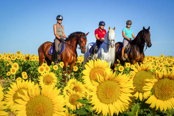 Horses and riders posing for a photo in a field of sunflowers