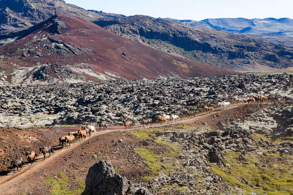 Horses being ridden with a background of mountains in Iceland