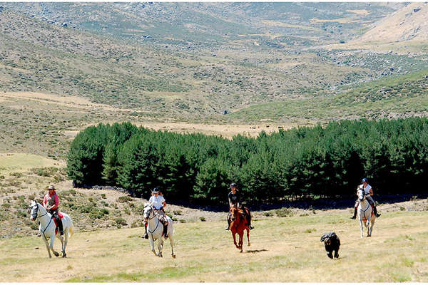 Horses cantering in the Gredos Mountains