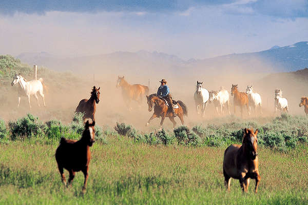 Horses cantering in Wyoming 