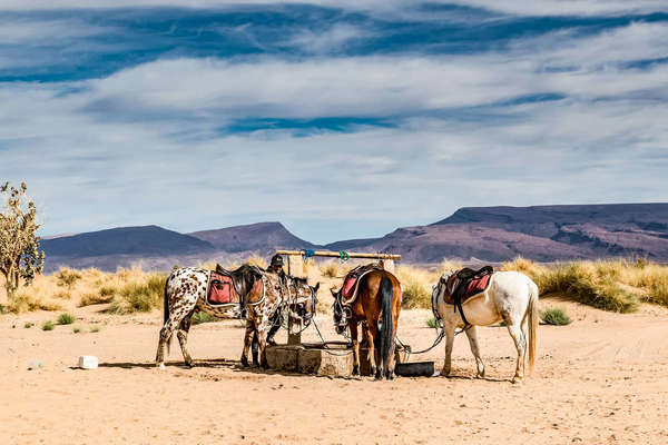 Horses drinking at awell in the sahara