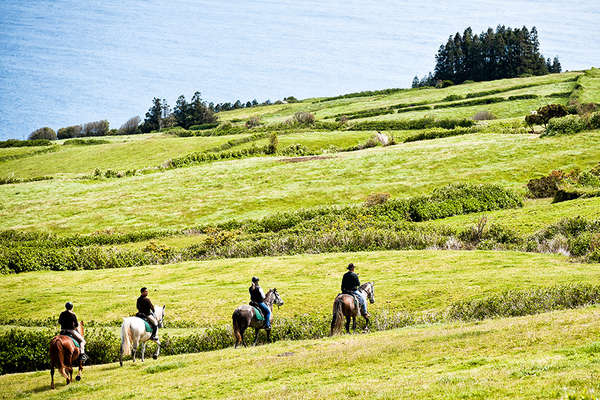 Horses in Azores meadows