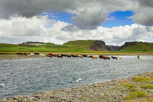 Horses in Iceland, northern Europe