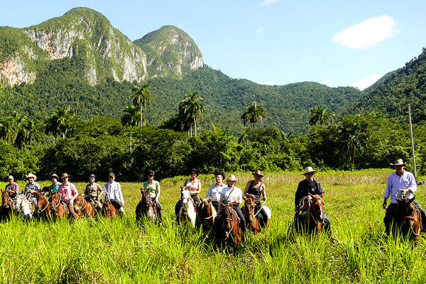 Horses in the Cuban landscape