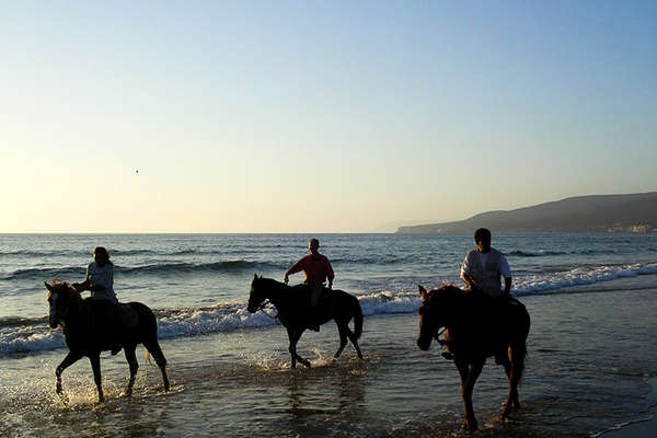 Horses on the beach in Morocco