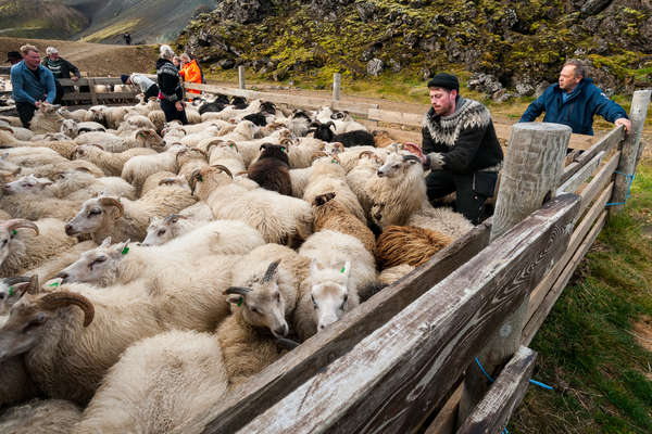 Icelandic farmers gathering sheep from the mountains