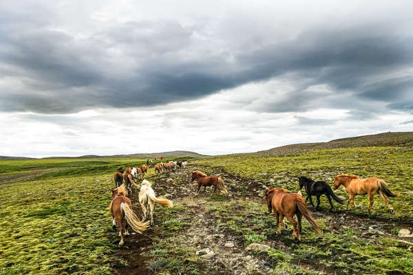 Icelandic horses running loose in the Golden Circle