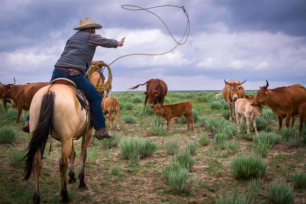 Kate Matheson working cattle at Chico Basin ranch in Colorado
