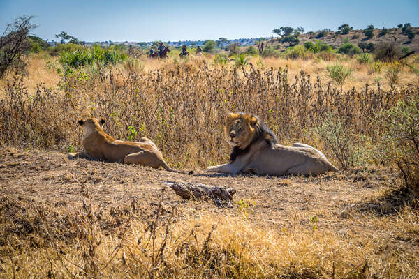 Lions lounging in the sun, Tuli block, Botswana