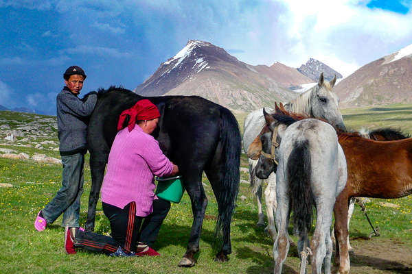 Local family milking yaks in Kyrgyzstan