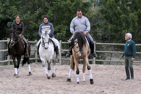 Lusitano horses and dressage lessons