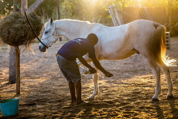 Man claening the hooves of a horse in Mozambique