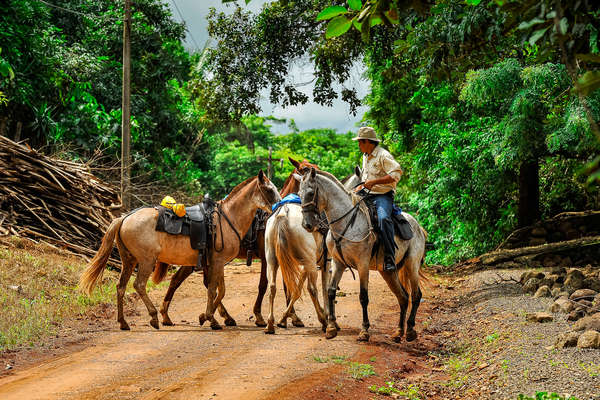 Man gathering the horses in Costa Rica