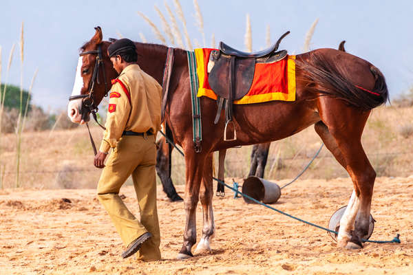 Marwari horse in Rajasthan, India