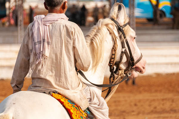 Marwari horse in Rajasthan, Pushkar fair trail