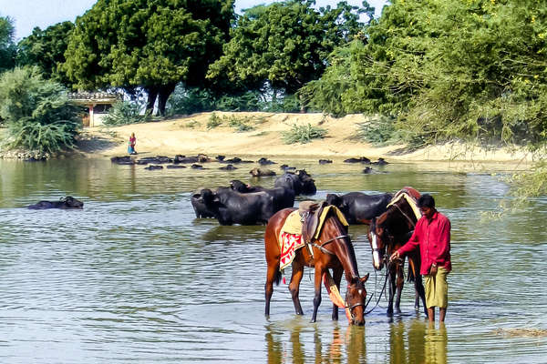 Marwari horses drinking in  a lake with cows