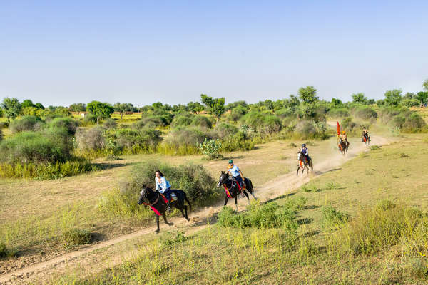 Marwari horses galloping in the Thar Desert in India