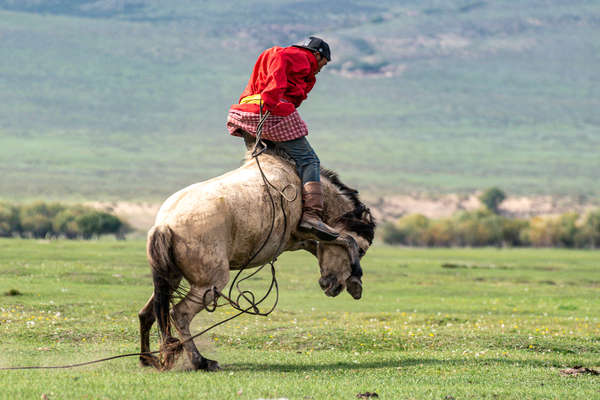Mon rider breaking a young horse
