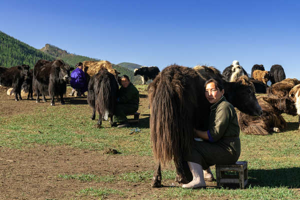 Mongol lady milking yacks in Mongolia