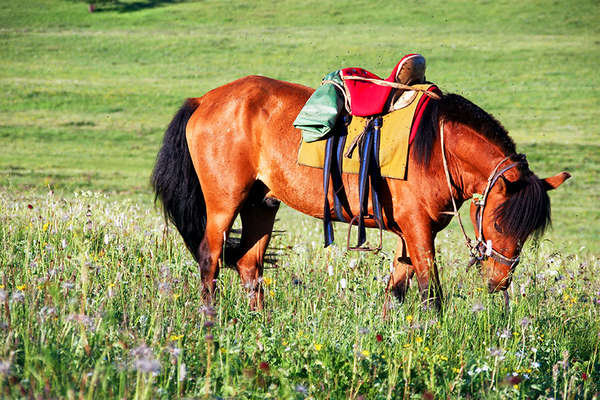 Mongolian horse in Mongolia