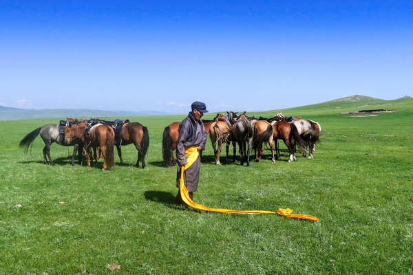 Nomad and his herd of Mongol horses in Mongolia