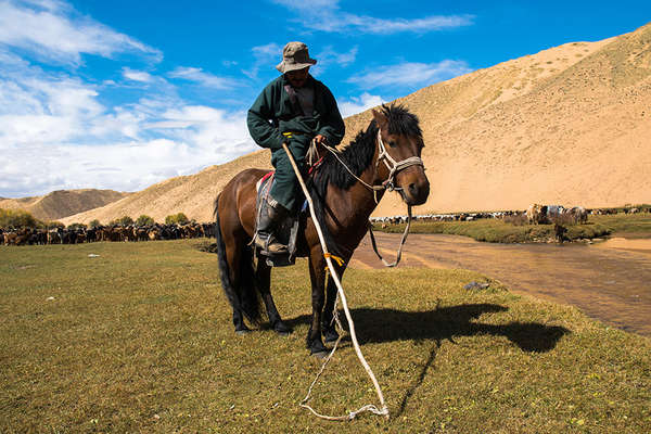 Nomad and horses in Mongolia